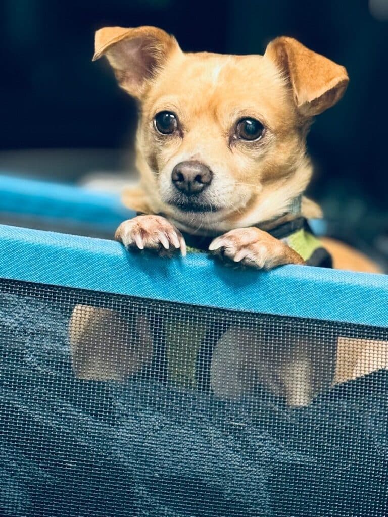 A small tan dog peeks over a blue barrier.