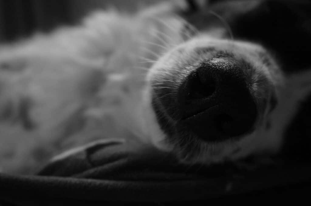 Close-up of a sleeping dog's nose and paw