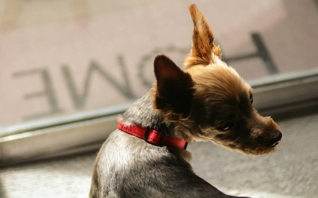 Exploring the Benefits of A Pet Door for Your Furry Friends