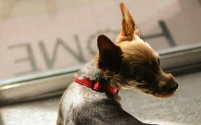 Exploring the Benefits of A Pet Door for Your Furry Friends