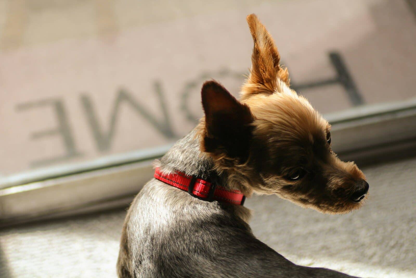 Photo by Giorgio Trovato a small brown and black dog sitting next to a window