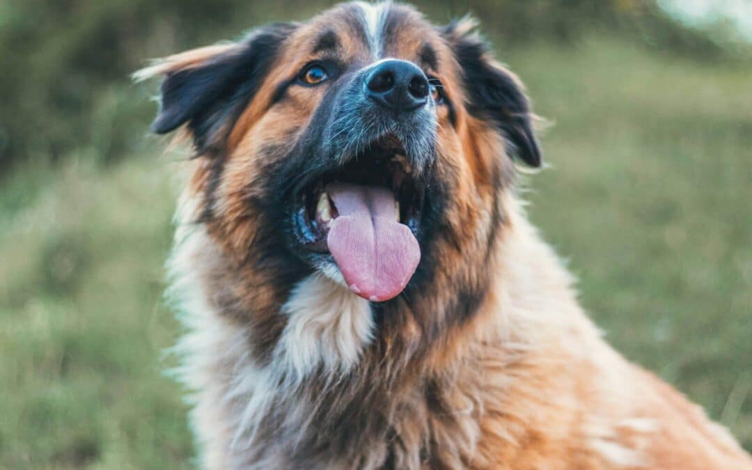 Pet Hair Remover: Tips and Tricks To Removing Pet Hair