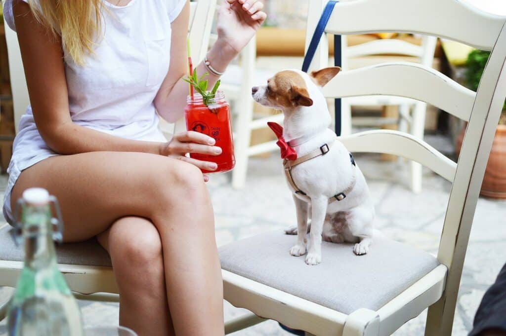 Top 10 Dog Friendly Bars in the DMV 2024: Unleash the Fun 1 smooth white and tan Chihuahua puppy sitting on white wooden ladder chair beside woman holding fruit shake drink close-up photo