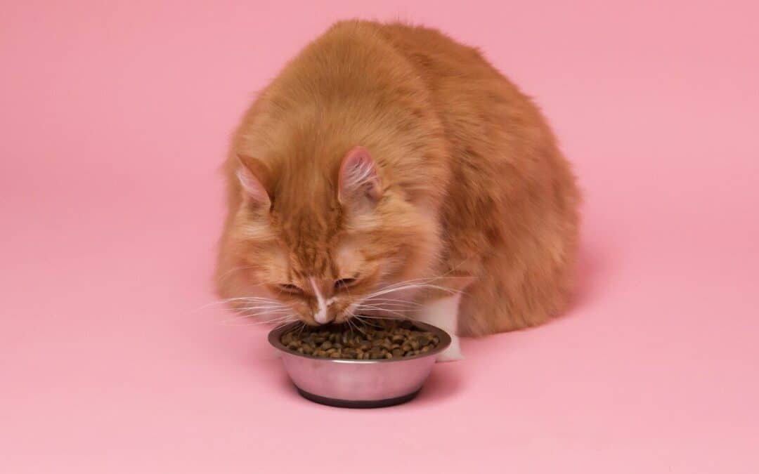 Exploring Cat Food: Finding the Purr-fect Pick for Your Feline Friend