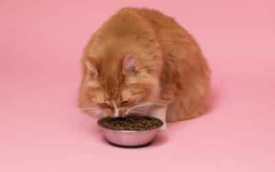 Exploring Cat Food: Finding the Purr-fect Pick for Your Feline Friend