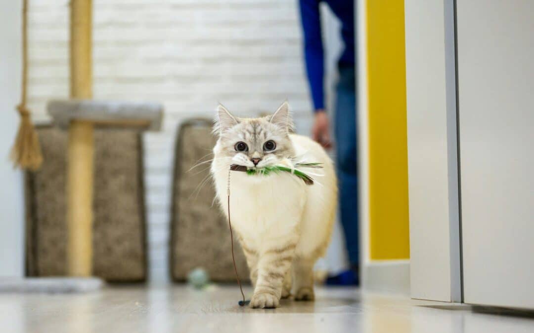 Cats for Adoption Near Alexandria VA: Lets Find Your Furrever Furry Friend