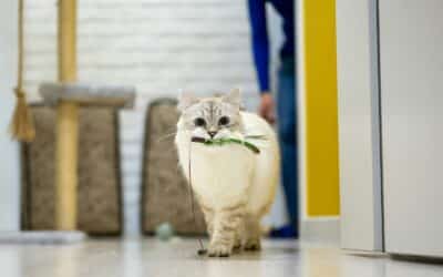 Cats for Adoption Near Alexandria VA: Lets Find Your Furrever Furry Friend