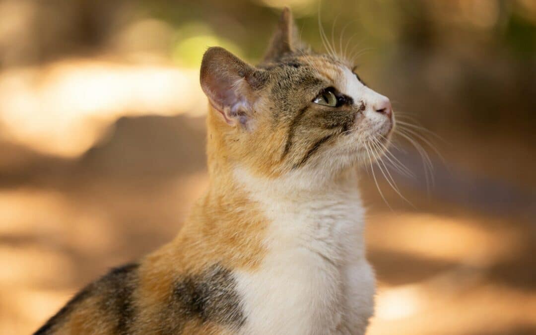 How Often Do You Take A Cat To The Vet?