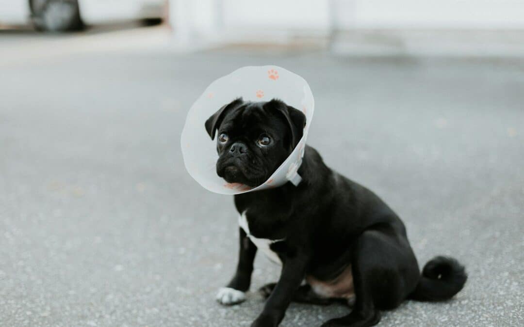 Best Pet Insurance for Multiple Pets