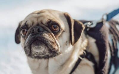 Dog winter care | 9 essential tips