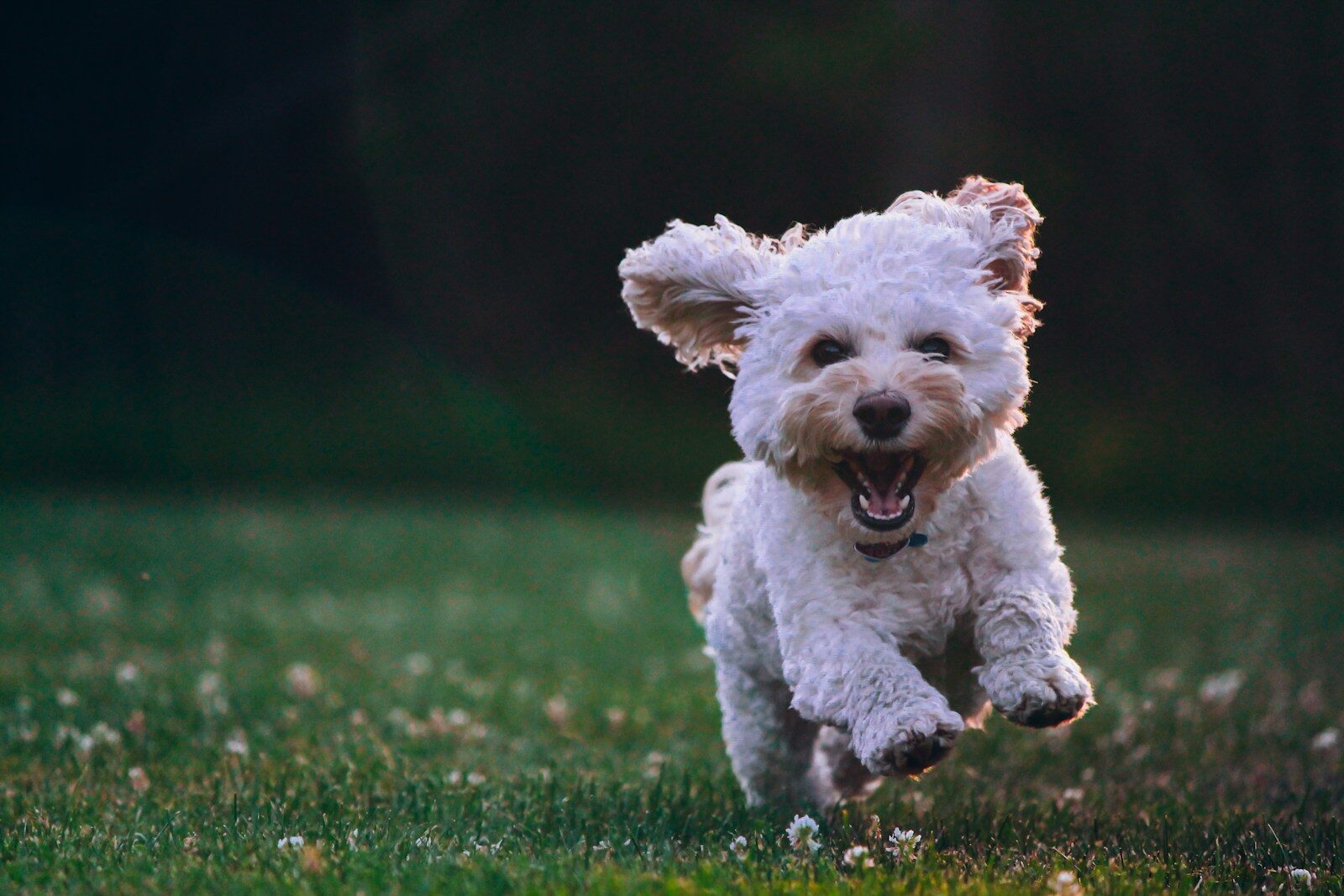 Photo by Joe Caione shallow focus photography of white shih tzu puppy running on the grass