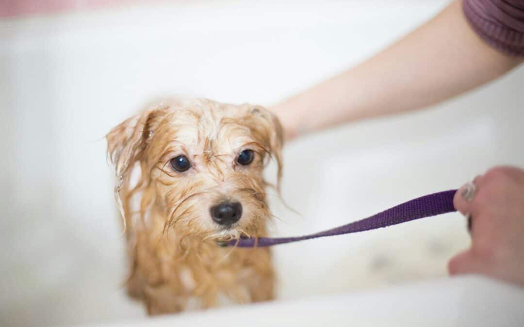 How Often Should You Bathe Your Dog? A Comprehensive Guide