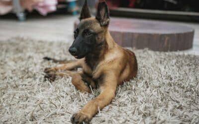 Belgian Malinois dog breed | Care & info