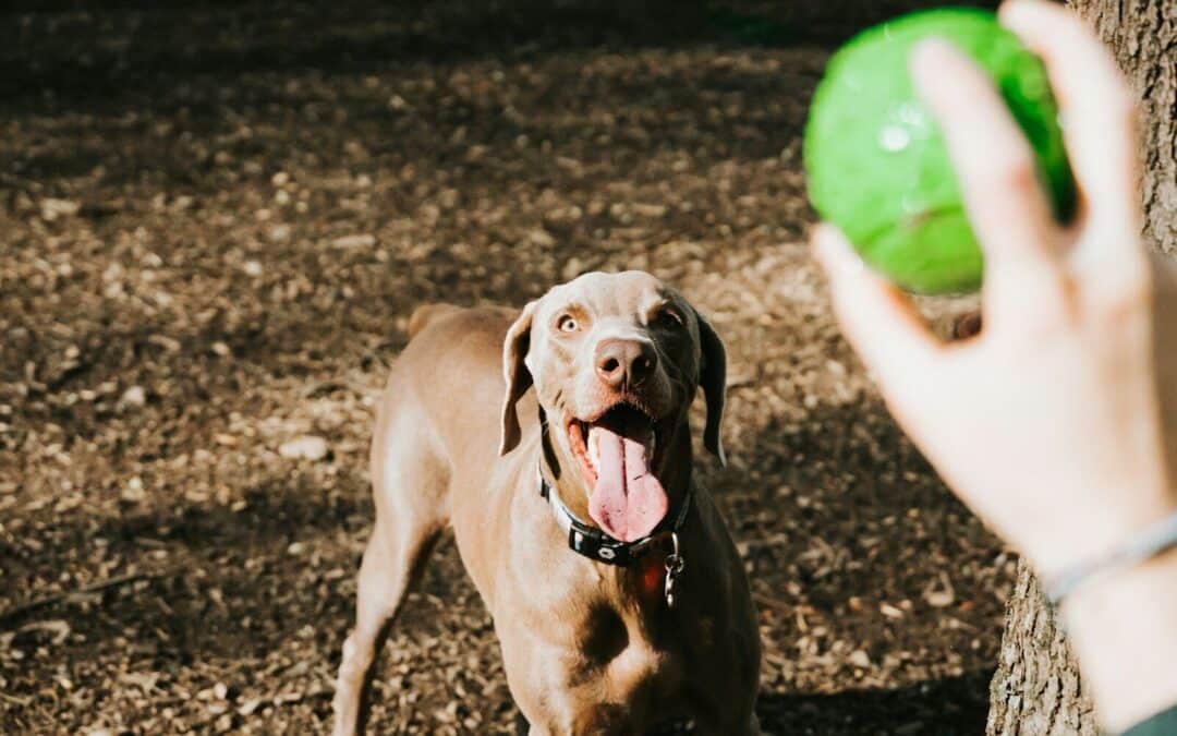 Unleash the Joy: Top 10 Dog Friendly Parks in the DMV Region