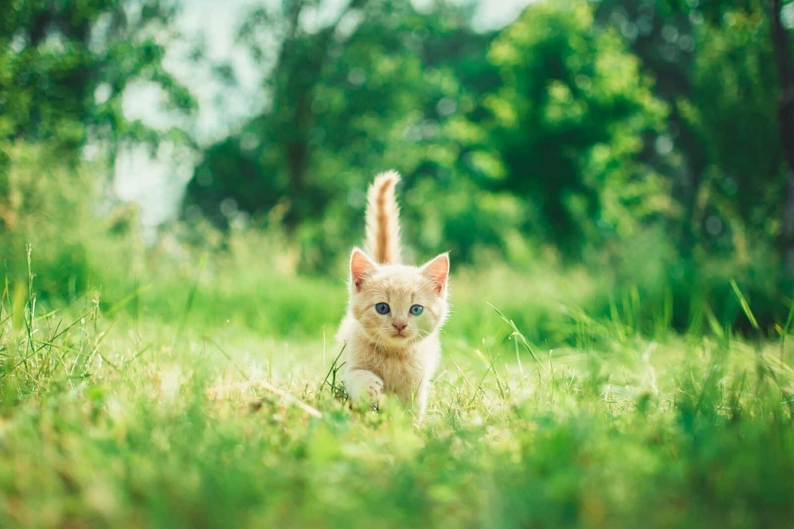 Photo by Andriyko Podilnyk orange tabby kitten in grasses