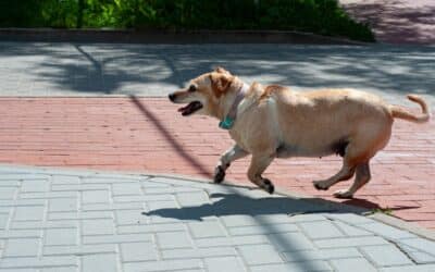 How Much Exercise Does A Dog Need? Tailoring Exercise for Your Furry Friend