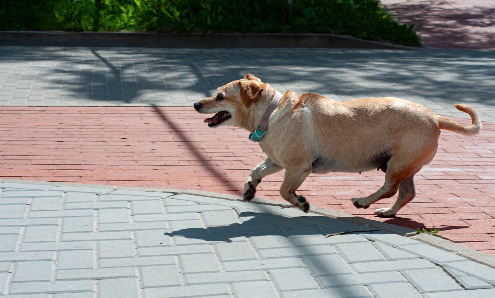 Photo by Jacky Nelson A dog walking down a sidewalk with its mouth open