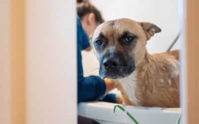 Why Is Your Dog Giving You The Dog Side Eye?