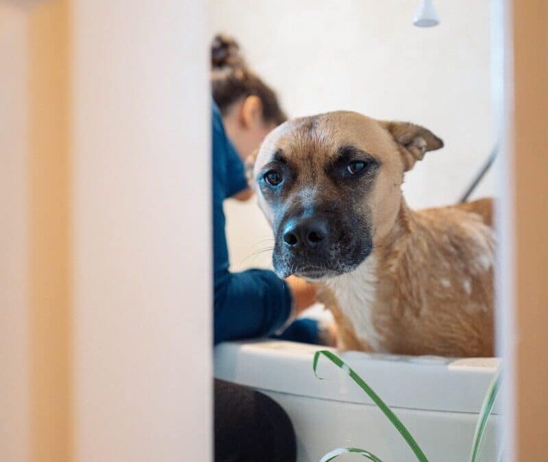 Why Is Your Dog Giving You The Dog Side Eye?