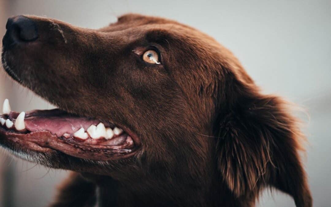 Dog dental care | All about cleaning dog teeth!