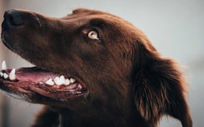 Dog dental care | All about cleaning dog teeth!