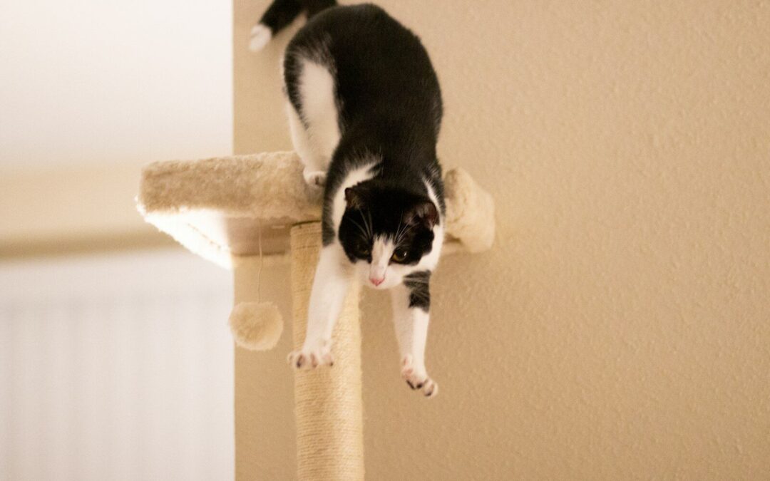 Why You Need to Get a Cat Tree for Your Feline Friend