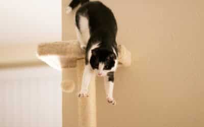 Why You Need to Get a Cat Tree for Your Feline Friend
