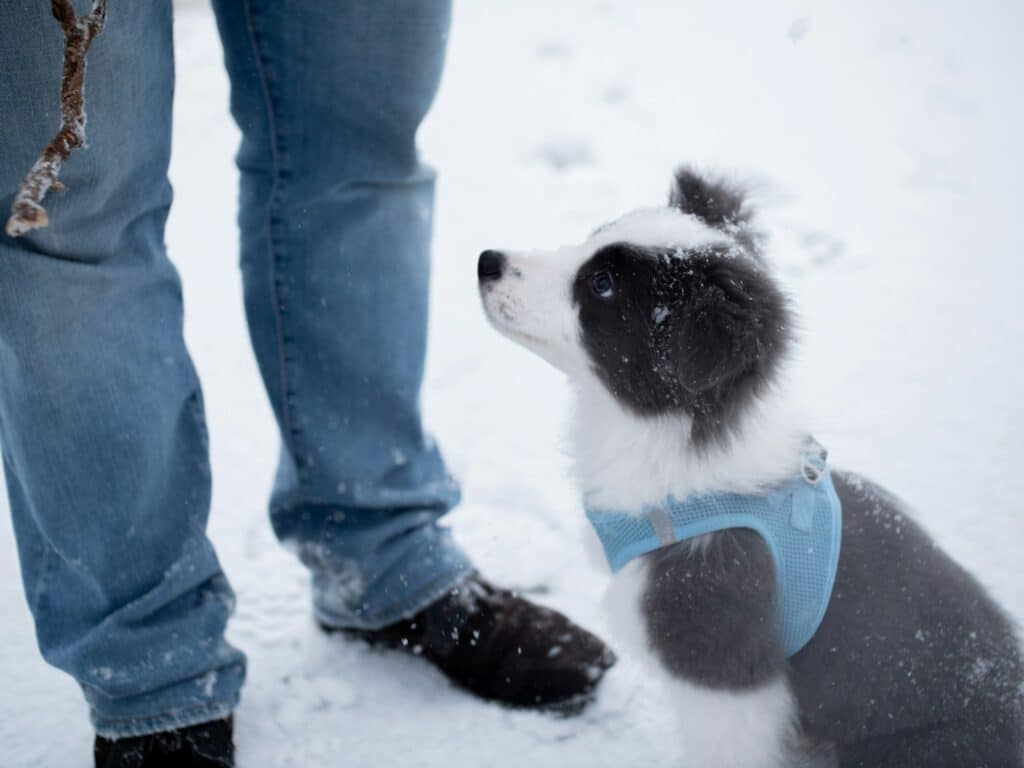 short-coated white and black puppy