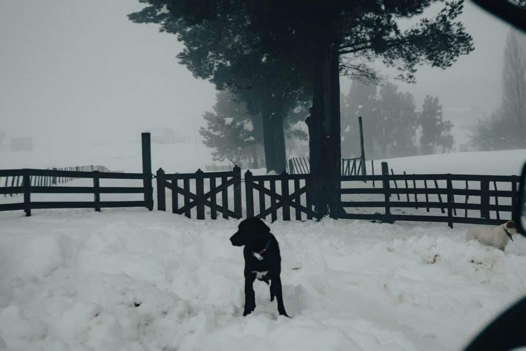 a dog standing in the snow next to a fence