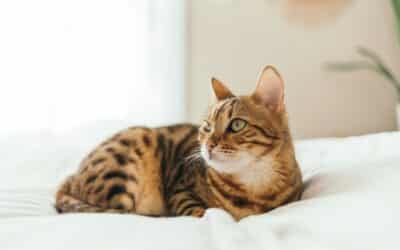 Are Bengal Cats Hypoallergenic?
