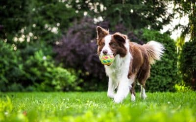 The Ultimate Guide to Pet Friendly Weed Killer