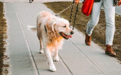 Dog Walking Trails Near Me: Where To Find The Perfect Dog Walking Trails