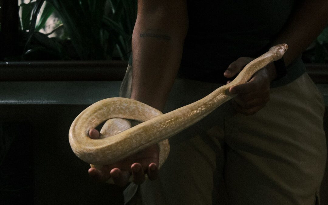 The Ideal Starter Serpents: Small Snakes for Pets
