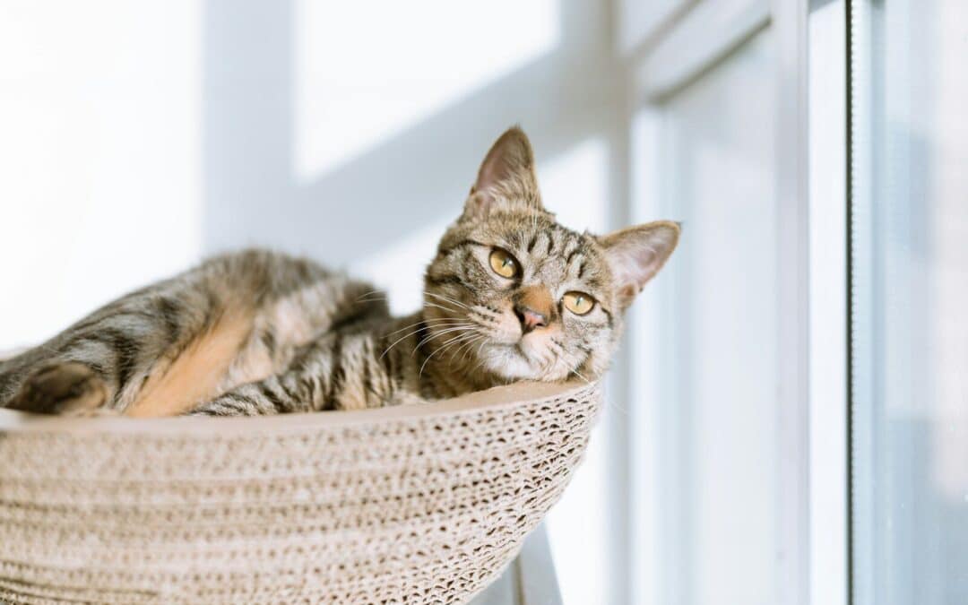 The Silent Epidemic: Hyperthyroidism in Cats and How to Detect It