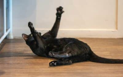 The Genius Cat Exercise Wheel: Enriching the Lives of Our Feline Friends