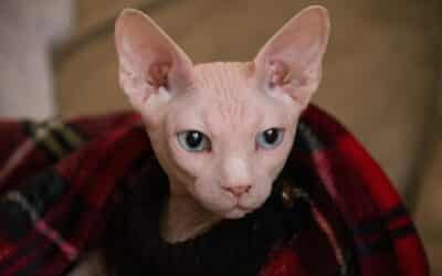 Exploring the Different Cat Breeds