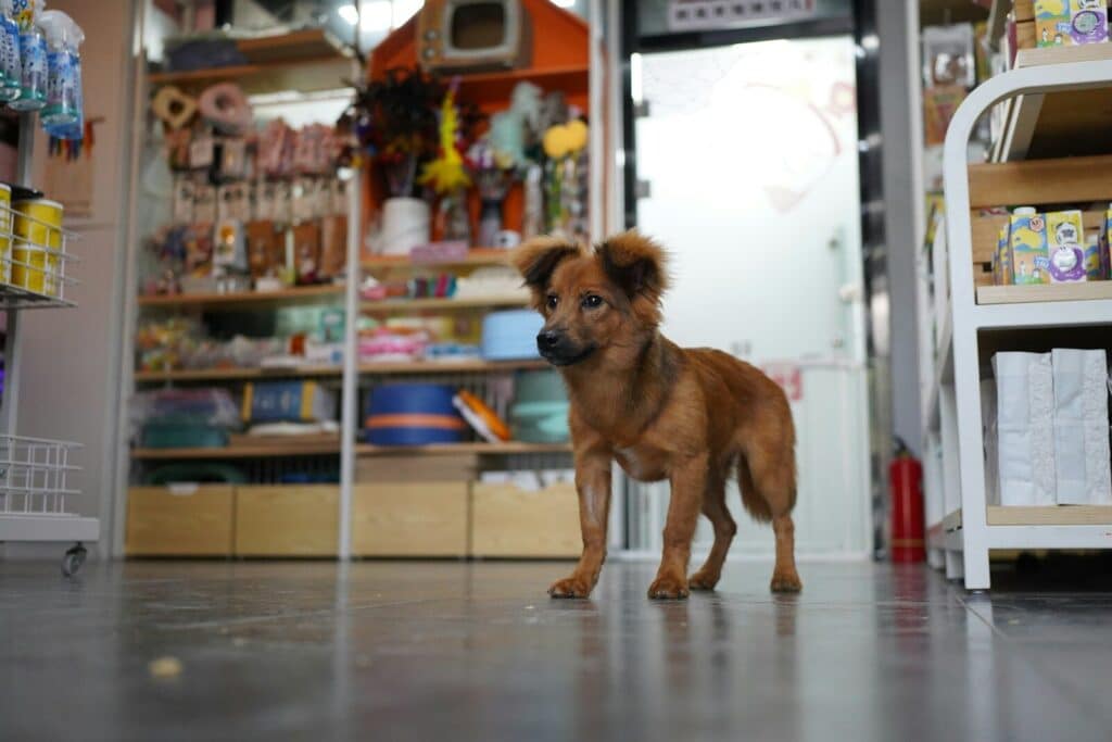 A brown dog standing in front of a store