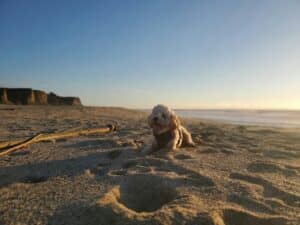 The Ultimate Guide to Dog Friendly Beaches in the DMV 1 a small dog sitting on top of a sandy beach