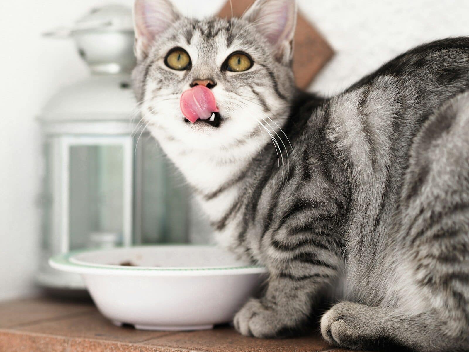 Photo by Laura Chouette silver tabby cat in white ceramic bowl