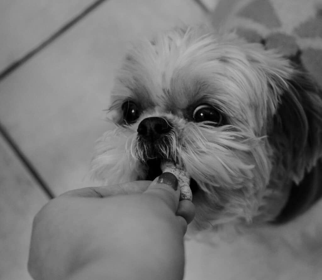A person feeds a small fluffy dog a treat.
