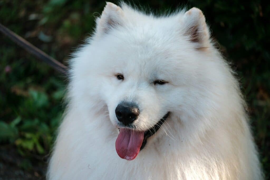 Pet Hair Remover: Tips and Tricks To Removing Pet Hair 1 A white dog with its tongue hanging out