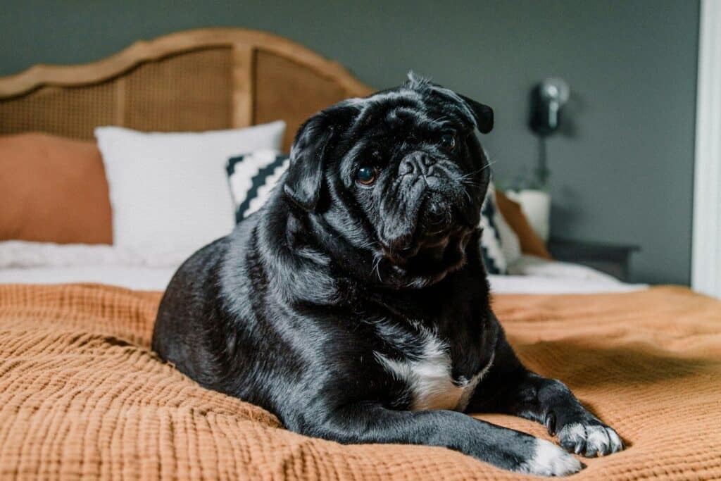 The Ultimate Guide to The Best Pet Odor Eliminator: Keeping Your Home Fresh and Clean 1 a black dog laying on top of a bed