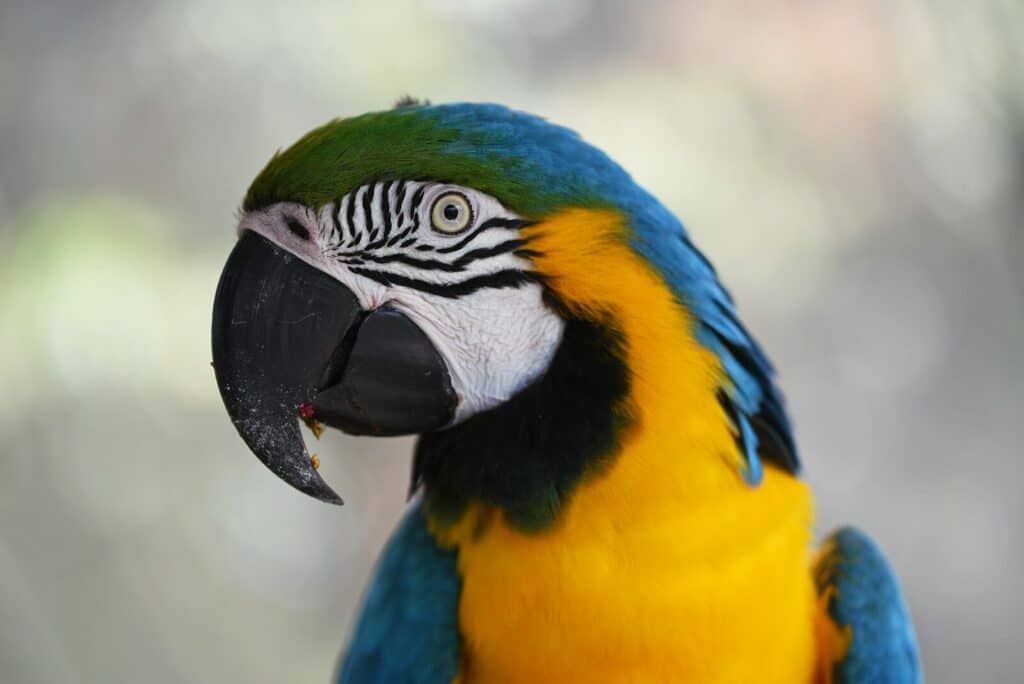 How To Care For a Pacific Parrotlet (Forpus coelestis) 1 shallow focus photography of blue-and-yellow macaw