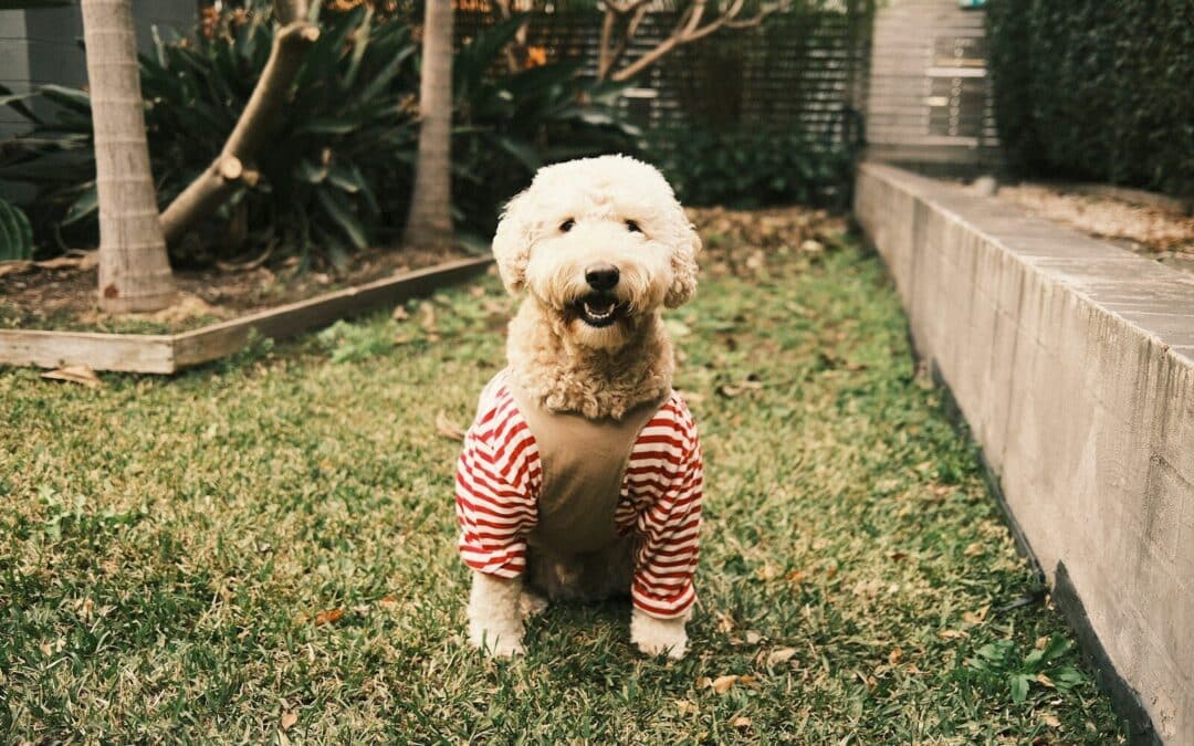 Dog Clothes in the DMV: When You Should Head To Howl To The Chief