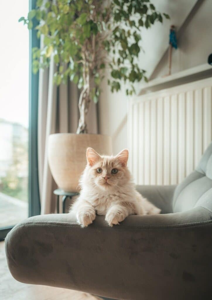 A fluffy cat rests on a comfortable armchair.