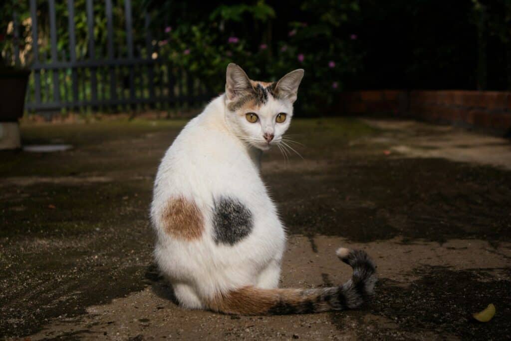 short-fur white and brown cat close-up photography