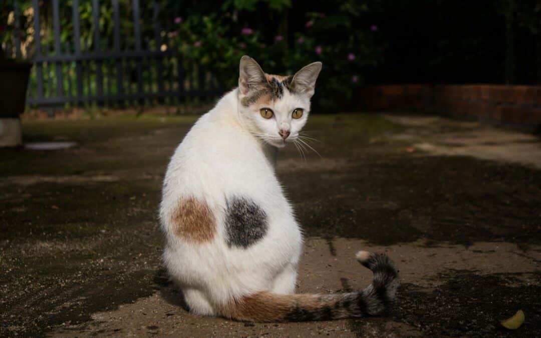 How Long Are Cats Pregnant? The Purr-fect Guide to Cat Pregnancy and Care