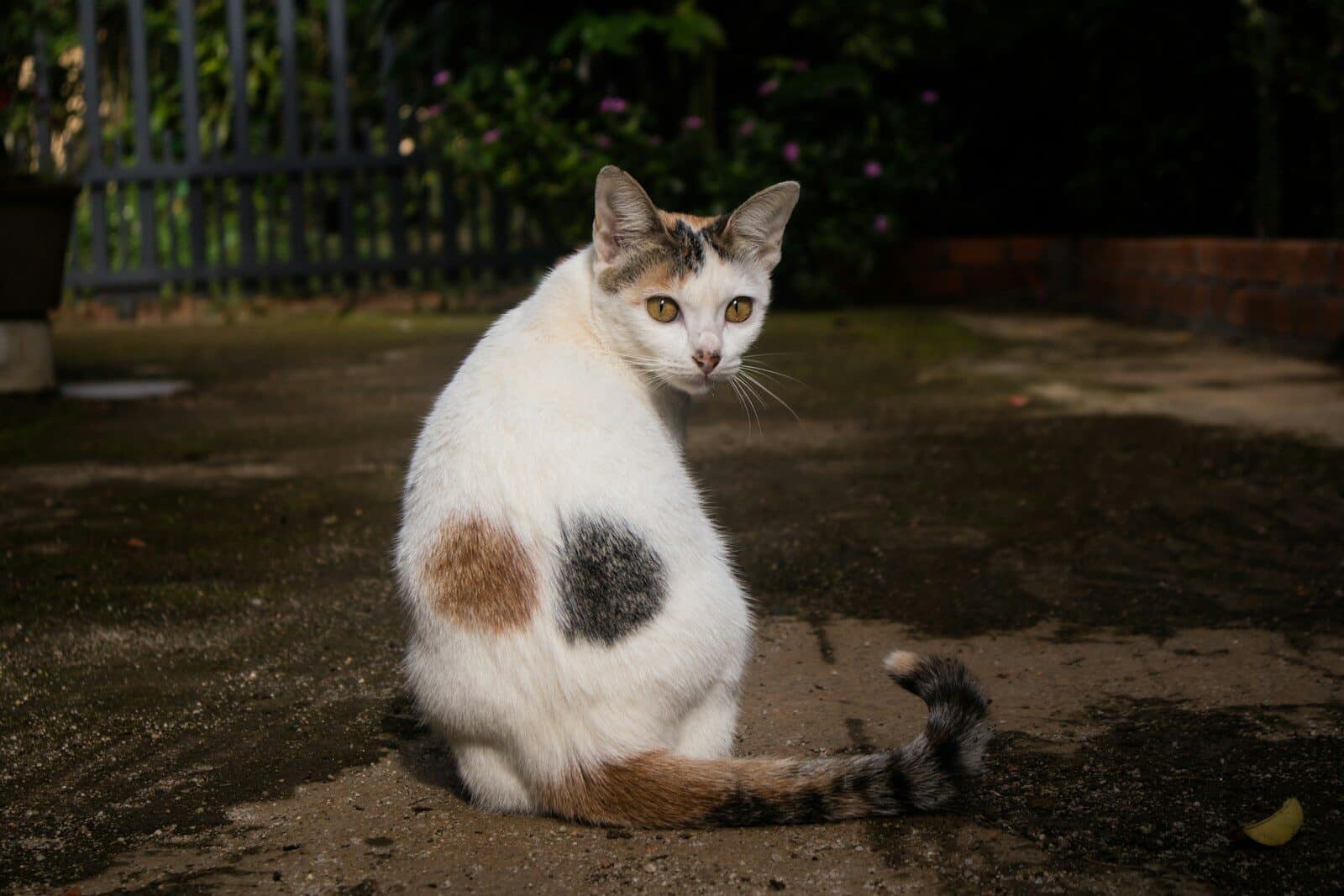 short-fur white and brown cat close-up photography