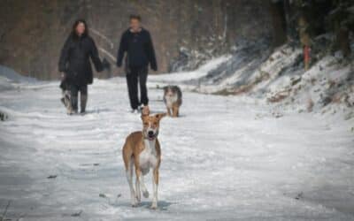 5 Reasons Dog Walking in Alexandria, VA Is Crucial During Cold Winter Months