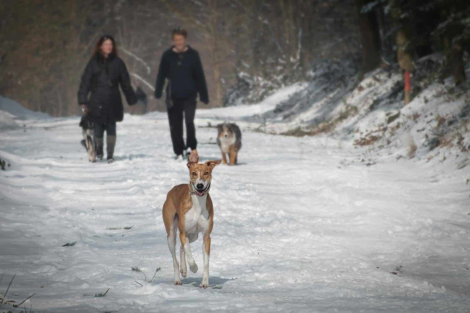 Two people and three dogs walking in a snowy forest trail during winter.